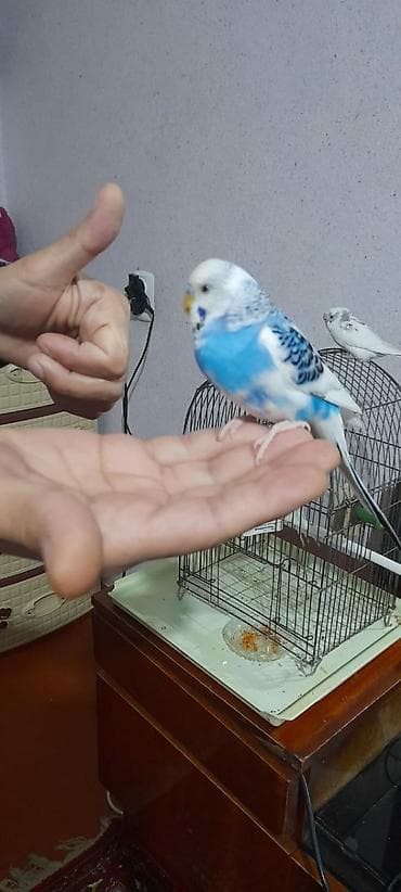 quş yuvalari: Ələ öyrəşmiş quşdu kim isdese videolarinida ataram baxar fikri ciddi — 9