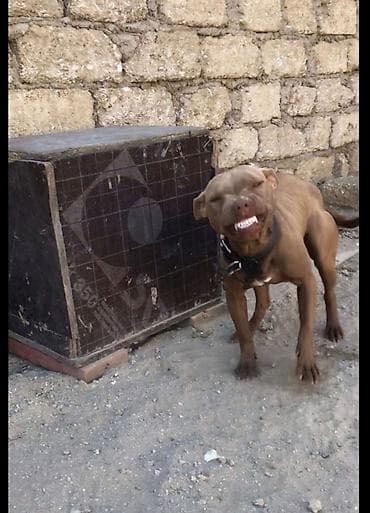 Pitbul, 2 ay, Erkek, Sənədli, Ödənişli çatdırılma