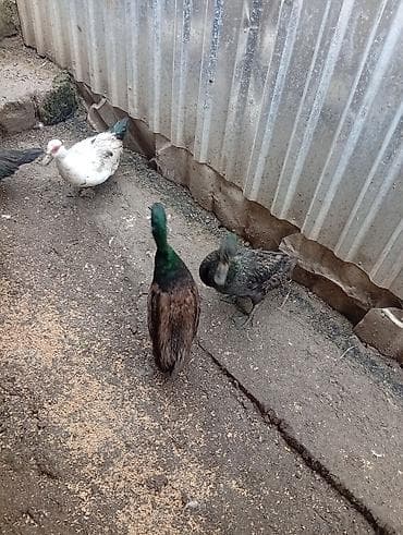 pekin urdeg: Her sort ordeylermiz satışı ve yumrta satsi varmzdr — 4