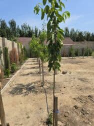 Mənzillər: 8 sot, Mülkiyyətçi, Kupça (Çıxarış) — 24