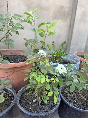 monstera bitkisi: Qabda mini qızılgül kolları - Rənglər: ağ və qırmızı sortlar - — 1
