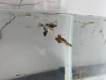 akvarium baligi: 200 eded quppi balıqlar hamısı 68manata real alıcıya endirim olacak — 5