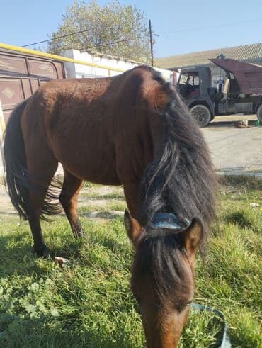 sudluk inekler satışı: Yük və kənd təsərrüfatı işləri üçün at - Rəng: qəhvəyi - Boy: orta - — 7