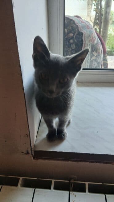 русская голубая кошка цена: Rus mavi, Yaxşı əllərə — 4