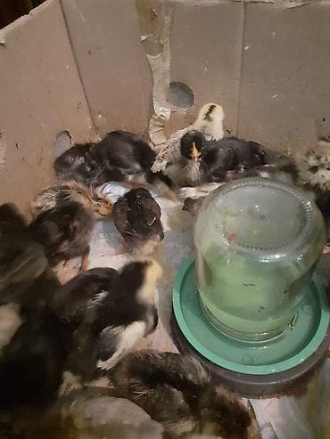 toyuq satılır: Avstralorp və Xarkov Cücələri Satılır! ​Yüksək məhsuldarlığı ilə — 6