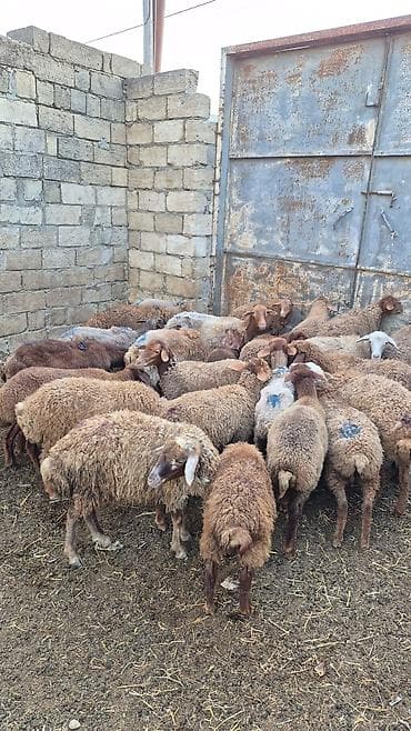 heyvan yemi: Qoyun sürüsü – ət və damazlıq üçün - Növ: yerli yağlı quyruq (qarışıq — 3