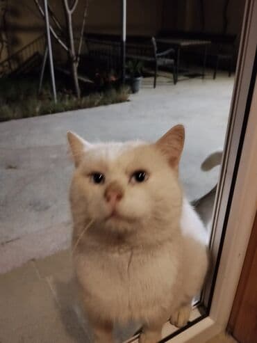 İtlər: Erkək, Yaxşı əllərə — 3