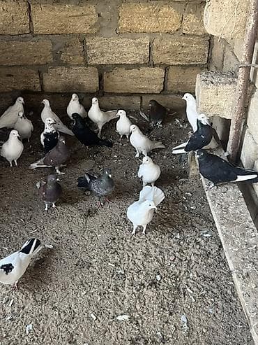 cuce satisi 2019: Tergizme — 3