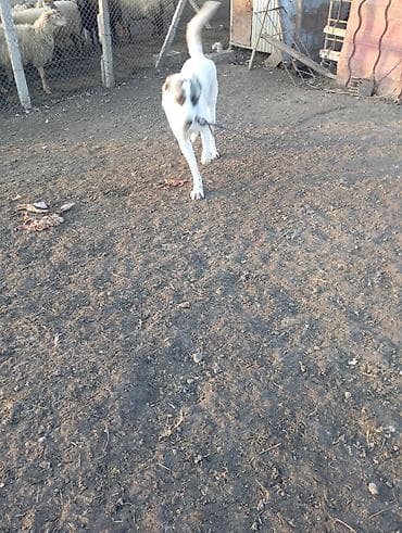 Tim balasıdır həmdə mole ivançunda yaxşıdır qoyun içində yaxşıdır lalafo.az -da Tim balasıdır həmdə mole ivançunda yaxşıdır qoyun içində yaxşıdır