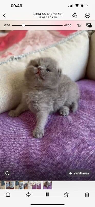 şotlan pişik: Şotland yastı qulaq, Erkək, Dişi, Yaxşı əllərə, Ünvandan götürmə, Pulsuz çatdırılma, Ödənişli çatdırılma — 33