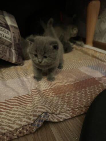 maykonq pişik: Britan, Erkək, Dişi, Ünvandan götürmə — 10