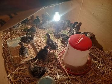 Amerikan Bronz hindusqa cuceleri 18 gunlukduler 24 eddedir cemi 13 man