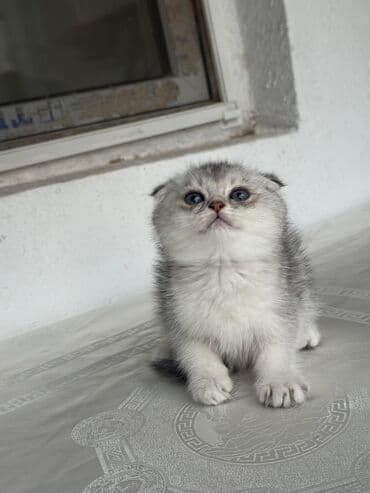 ev pişiy: Şotland, Erkək, Dişi, Yaxşı əllərə, Ünvandan götürmə, Pulsuz çatdırılma, Ödənişli çatdırılma — 10