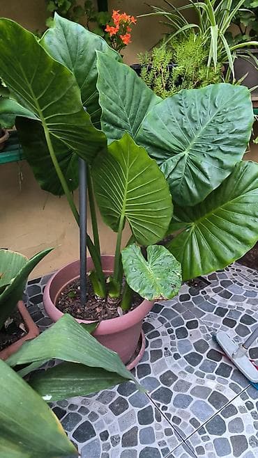 nokia yarpaq: Böyük yarpaqlı dekorativ tropik bitki – Alocasia (Fil qulağı) saksıda — 1