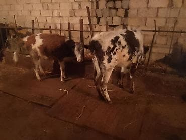ətlik cucələr: Dana, buzov, Dişi, Simental, ay: 4, 50 kq, Ətlik, Ünvandan götürmə — 5