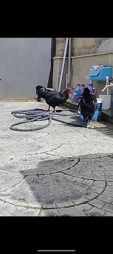 ucuz pitbul: Salam aleykum Australop 2dene cavan vaksinleri olunub cicek vaksinleri — 4