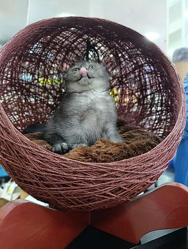 maykonq pişiyi: Rahat pişik beşiyi – sferik asma yataq - Material: toxunmuş iplə — 3