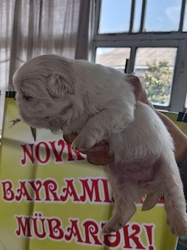 dişi xaski: Pekines, 1 ay, Dişi, Ödənişli çatdırılma — 5