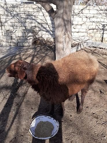 Qoyun – qırmızı-qonur rəngli, uzun yun örtüklü, yerli cins. - Bədən lalafo.az -da Qoyun – qırmızı-qonur rəngli, uzun yun örtüklü, yerli cins. - Bədən