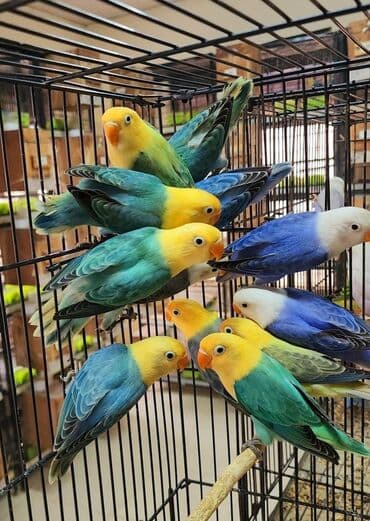 hid quşu: Fişerlər satılır cütü 450 m endirim yoxdu — 1