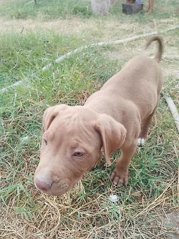 İtlər: Pitbul, 2 ay, Erkek — 6