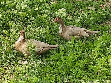 cucə və xoruz təmsil: Dişi, | Lal ördək, Damazlıq — 1