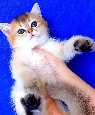 Qızıl şinşilla, Dişi