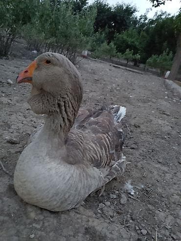 Xalmaqor qazı nəsil artıran sortu 1 ilik erkəkdir — 2