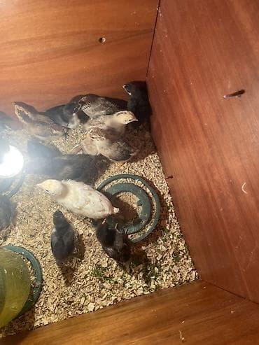 Məhsul: Cücə qrupu (qarışıq rəng və cinslər) Təsvir: - Şəkillərdə