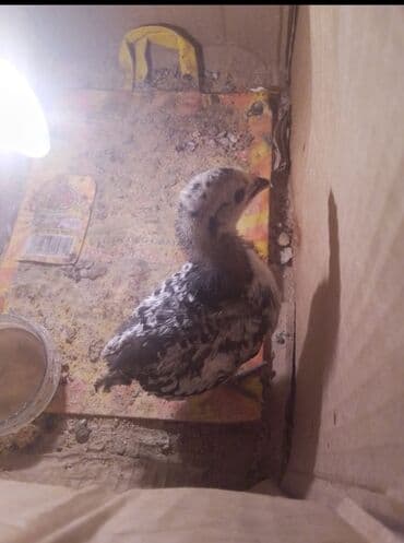 규 카츠 맛집【KaKaotalk:Za31】모든 요구 사항 충족,서울출장안마,서울에스플러스,서울출장업소,서울홍등가,서울콜걸: Для разведения, Бесплатная доставка — 2