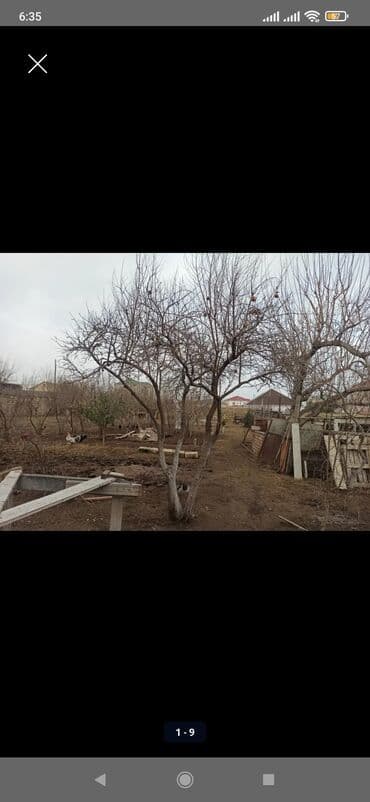 tablet ucuz: Calaq İnnab, şirin nar agaci 15 illik. və 2 illik novxani əncir — 2