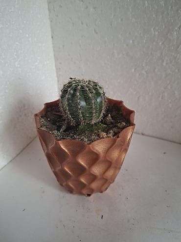 Sferik formalı kiçik kaktus (ətrafı tikanlı qabırğalı gövdə) dekorativ lalafo.az -da Sferik formalı kiçik kaktus (ətrafı tikanlı qabırğalı gövdə) dekorativ