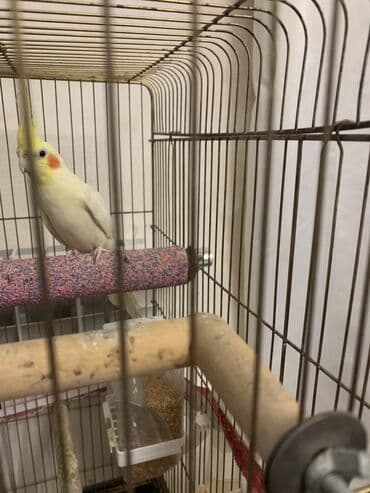 Quşlar: Korella erkek.
7 ayliqdi.Cox feal quwdur.Oynuyandir — 9