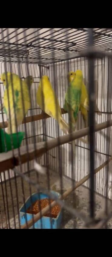 arı ailesi satilir: Cəmi üç quşdur ikisi 5ayliq biri 9ayliq . Temiz sarı satılıb — 1