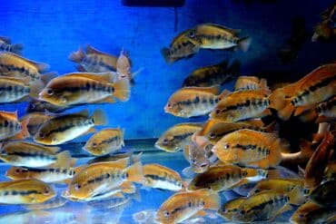 продажа аквариумных рыбок: Цихлид — 14