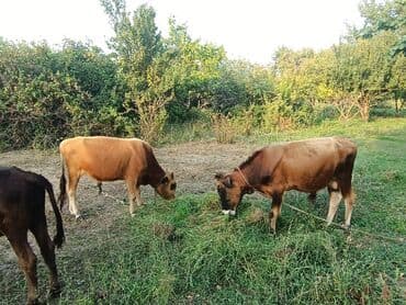 Коровы, быки: Təcili 7 baş erkək dana satılır — 1