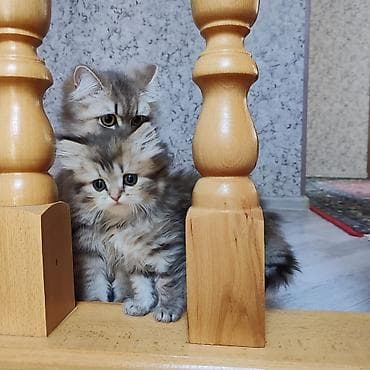 beyleqan sortu qoyun: Britan — 2