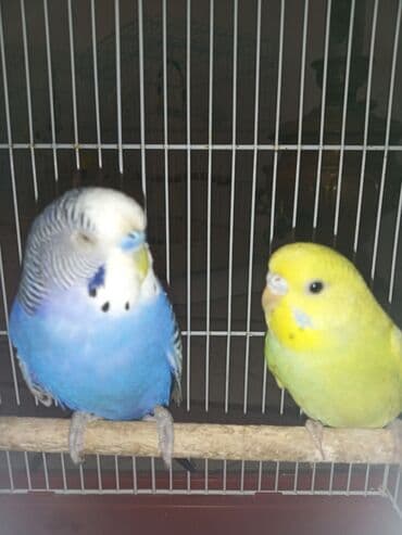 geref quşu: Cüt quşlar satılır qəfəslərlə bir yerdə ucuz qiymətə valnistiy — 3