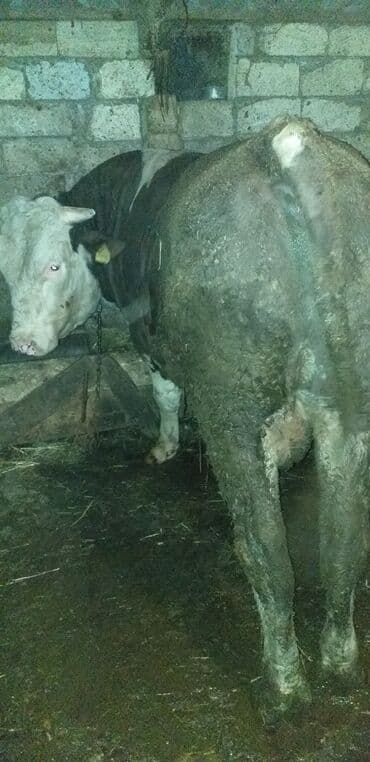inək adları: Erkək, il: 2, 660 kq, Ətlik — 2