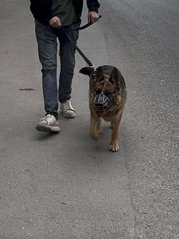 mal qara qusar: Alman afçarka sı dişidir, 1 yaş 7 aylıqdır peyvənd vurulub və qurd — 2
