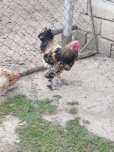 ag xoruz: Xoruz, Brama, il: 2, Ödənişli çatdırılma — 3