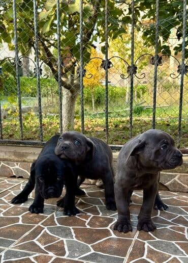 Собаки: Кане-корсо — 14