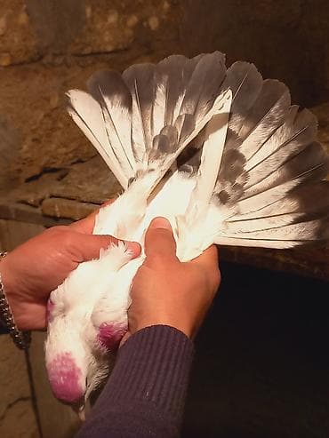 drakon goyərcin: Salam qizgin erkeydi sebek quyrugdu — 2