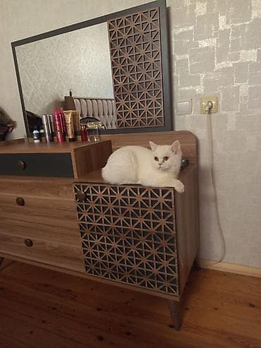 retriever satilir: Satilir ag britan tik qulaq sakitdi agillidi qum terbiyyesi — 1