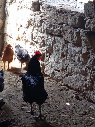 Inəklər, öküzlər: Toyuq, Australorp, Damazlıq, Ünvandan götürmə — 4