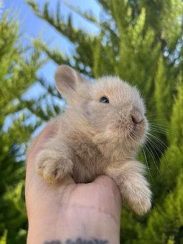 dovsan: 🐰 1 aylıq Mini Holland Lop balalarımız yeni yuvalarını axtarır. 🤍 ✅ — 4