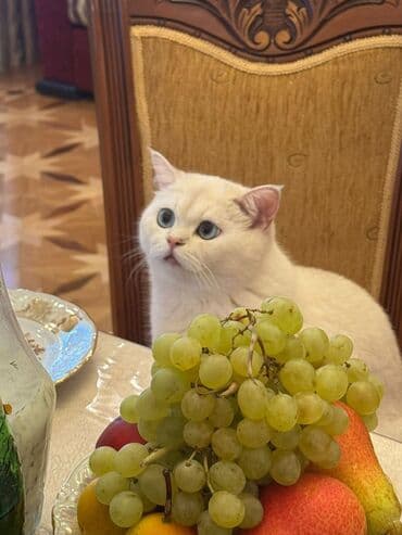 Кошки: Британская, Самец, В добрые руки, Самовывоз — 2