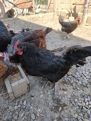 Toyuqlar: Toyuq, Australorp, Yumurtalıq — 4