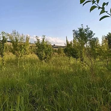 Torpaq: Salam İsmayıllı rayonu da torpaq sahəsi satılır istəyən olsa əlaqə — 1