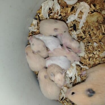 купить хомяка в баку: Xamyak — 4